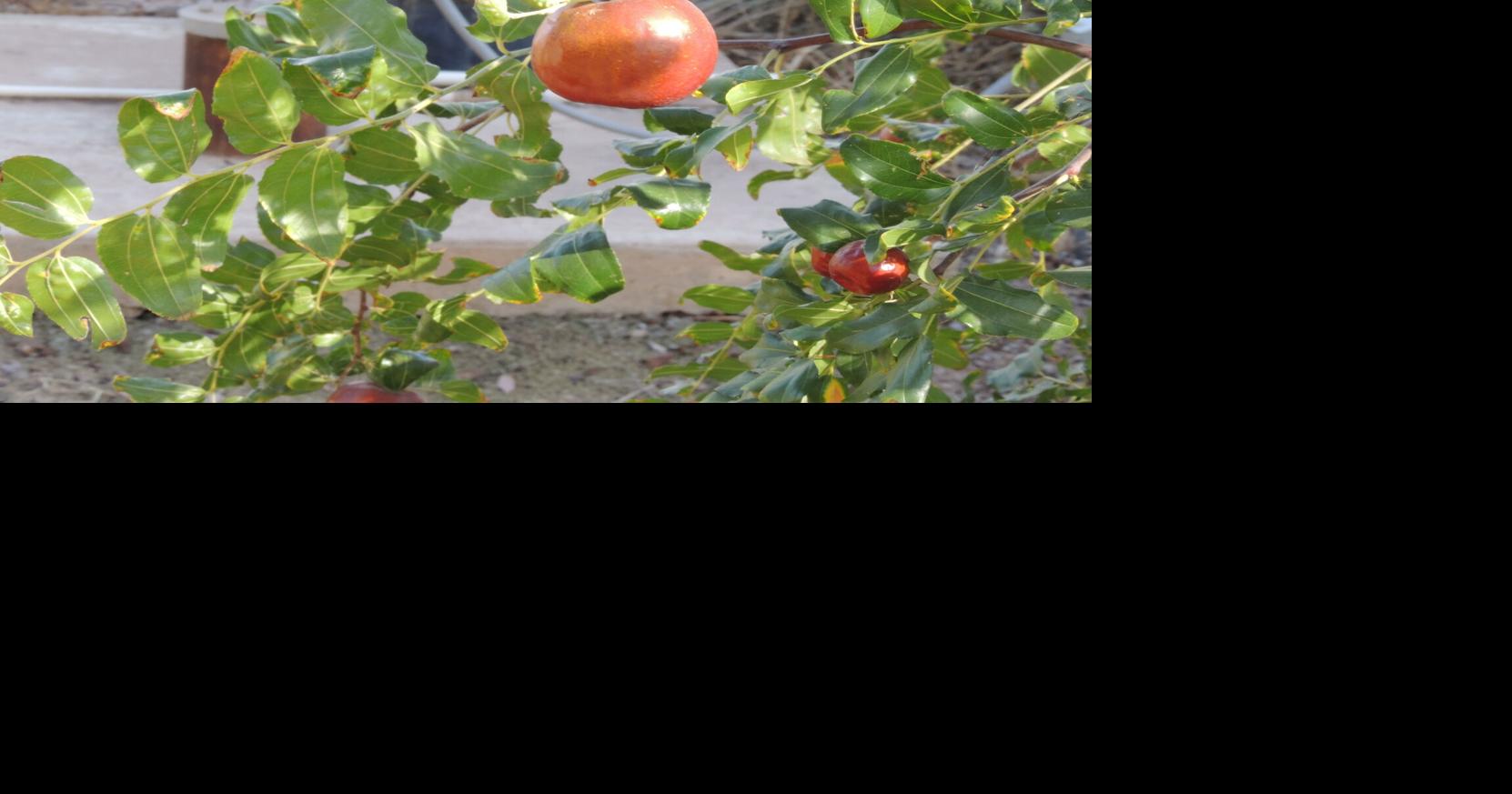 Desert Gardener: Jujube - A centuries-old fruit tree new to many Yuma gardeners
