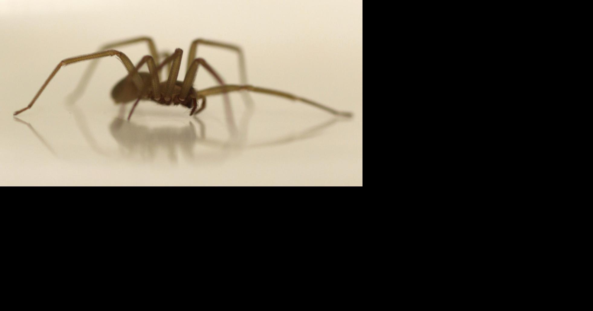 Some things you might not know about the brown recluse