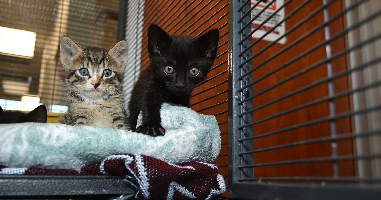 Free pet adoptions: HSOY kicks of campaign with Wednesday event - Vimarsana News