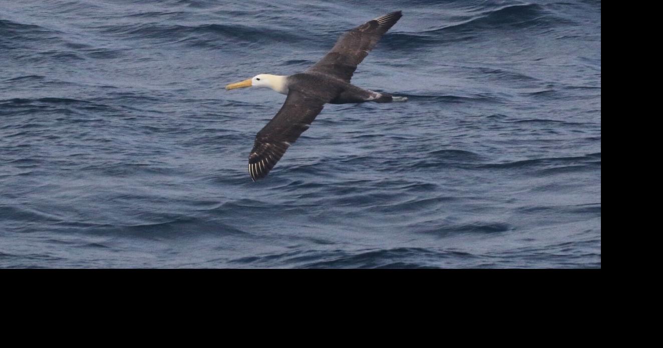 Scientists marvel at a Galapagos seabird that wandered 3,000 miles to California
