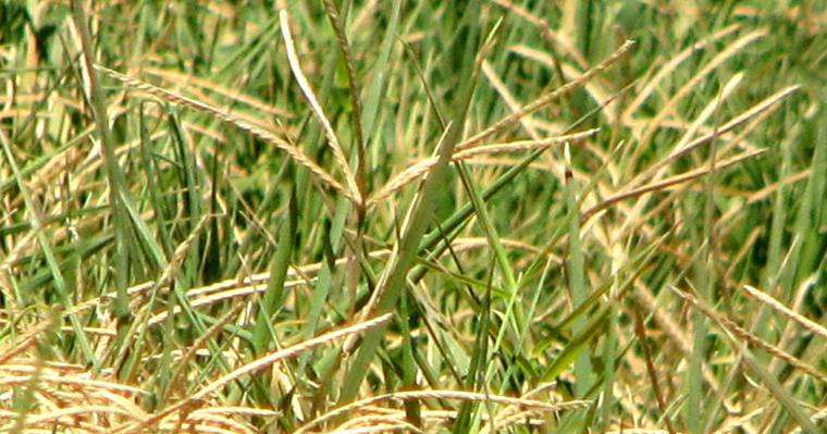 Crop of the Week: Bermuda grass
