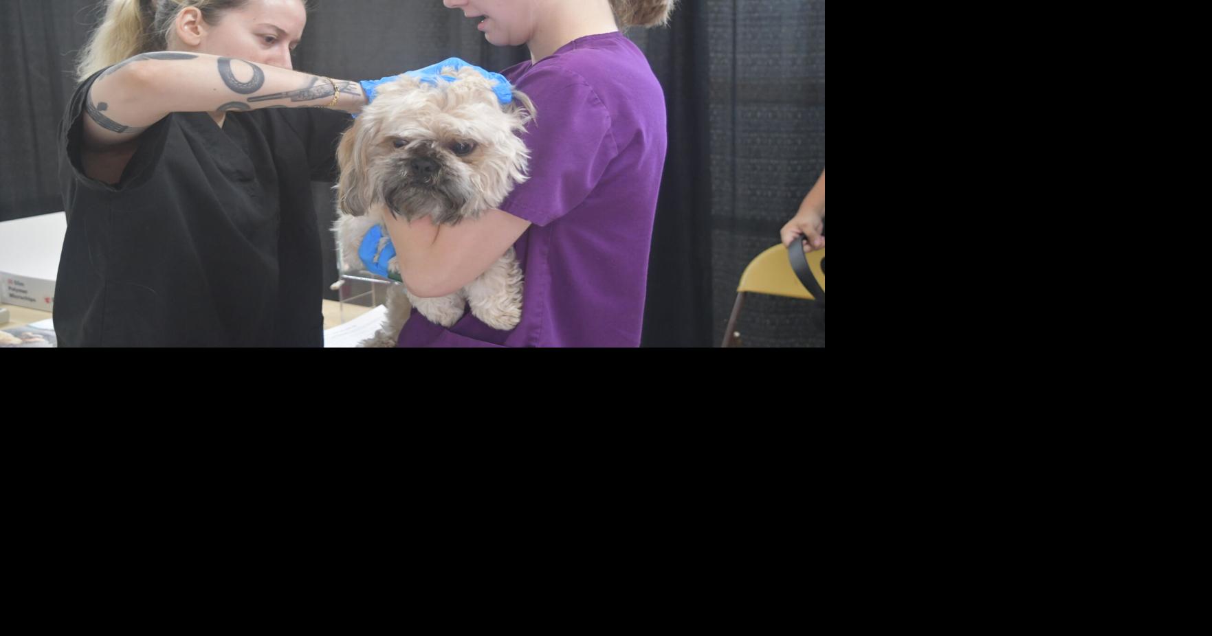 HSOY provides free microchips to hundreds of pets | News