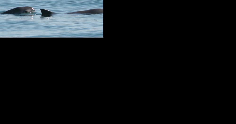 U.S. criticizes Mexico over protection of vaquitas, stops short of sanctions - Vimarsana News