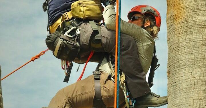 High Risk! Yuma, Tucson fire departments hold palm tree rescue training - Vimarsana News