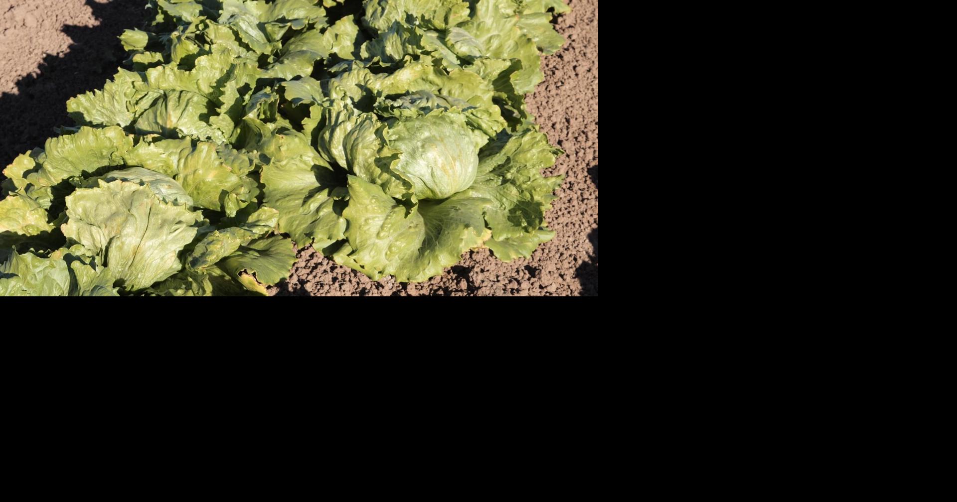 Cyclospora parasite not linked to Yuma lettuce Jul 17, 2026 Jul 17, 2026 Updated 2 mins ago