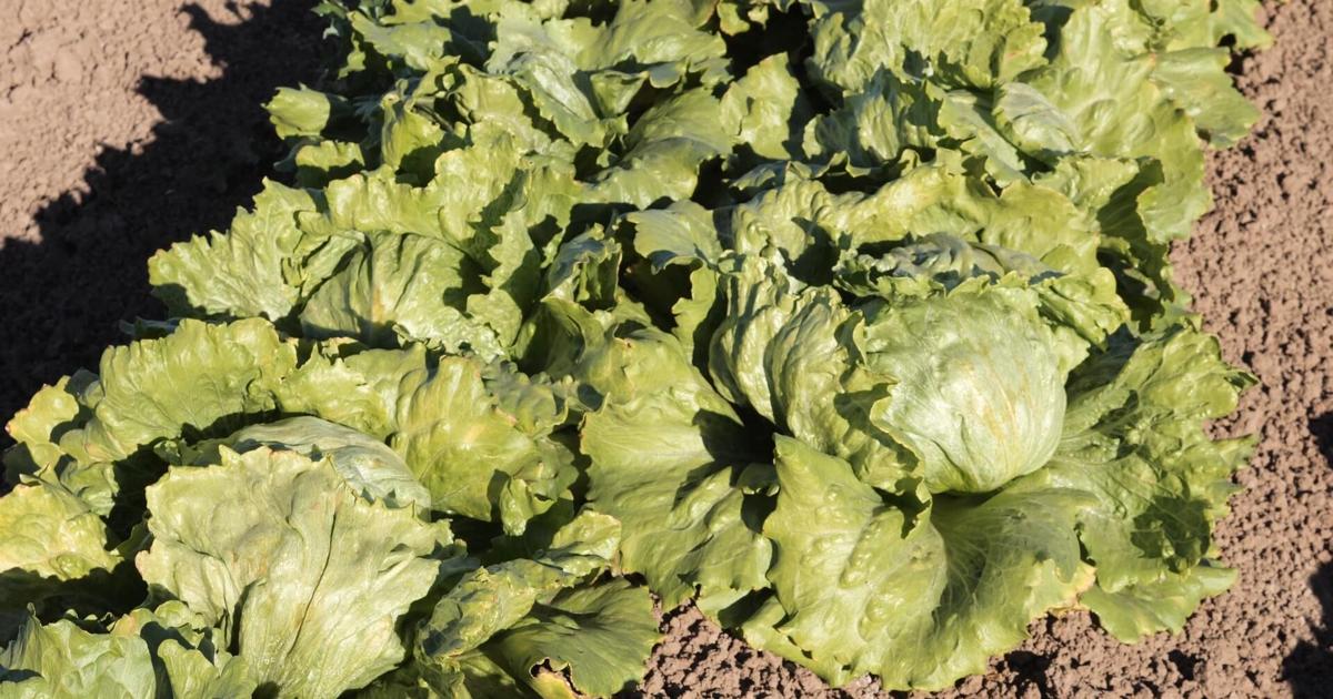 Cyclospora parasite not linked to Yuma lettuce Jul 17, 2026 Jul 17, 2026 Updated 2 mins ago