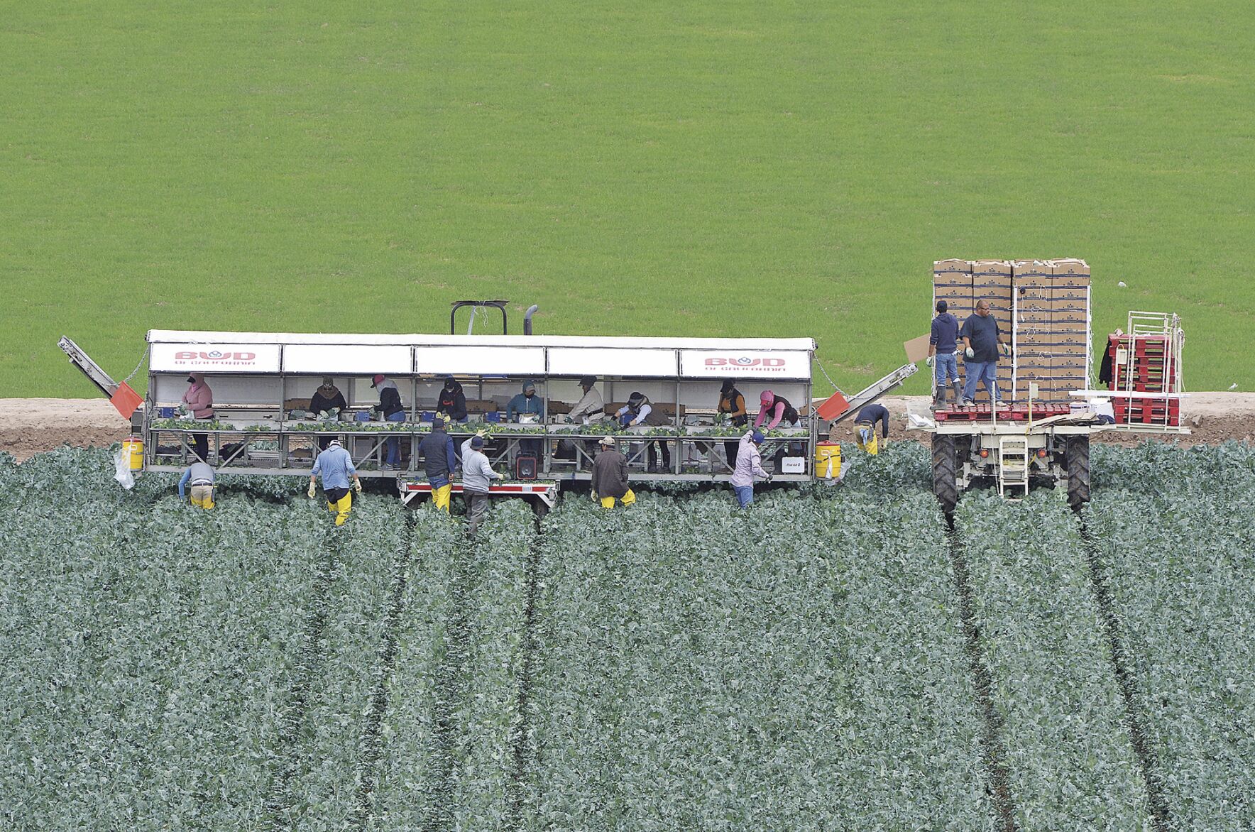 yumasun.com - Mara Knaub Sun Staff Writer - Plowing ahead - Pandemic impacts agriculture, but the industry makes the necessary adjustments