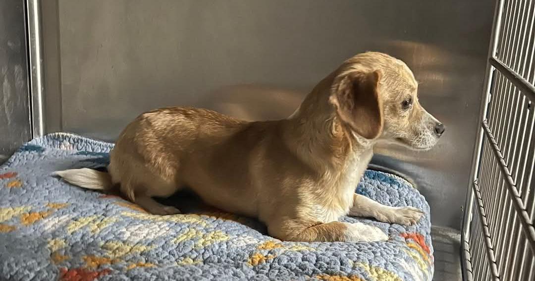 San Luis Animal Control looking for owners of found dogs | News