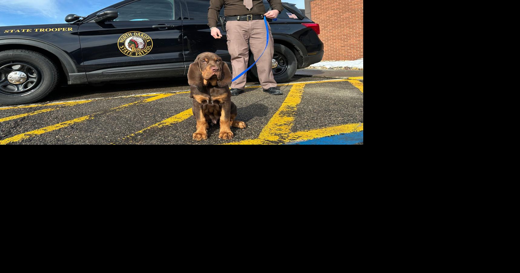 Bloodhounds in North Dakota are blazing a trail in the Midwest