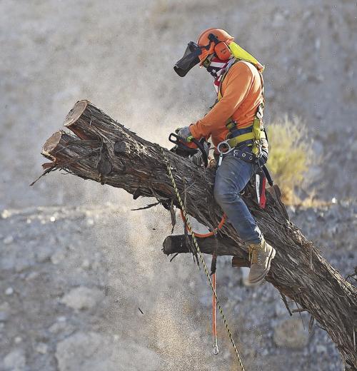 Tree cutter